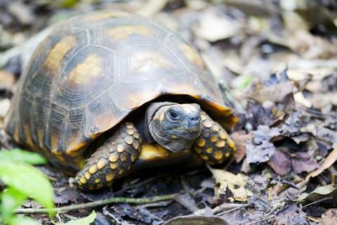 Yellow Foot Tortoise For Sale, Yellow Foot Tortoise For Sale Cheap, Yellow Foot Tortoise For Sale Near Me, Yellow Foot Tortoise For Sale Canada, Yellow Foot Tortoise For Sale Uk, Yellow Foot Tortoise For Sale Usa, Yellow Foot Tortoise For Sale Europe, Baby Yellow Foot Tortoise For Sale